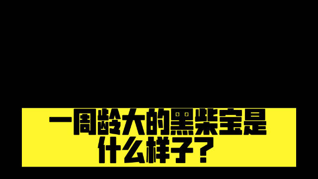 3月16日出生的柴犬黑柴宝